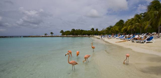 flamingos on beach